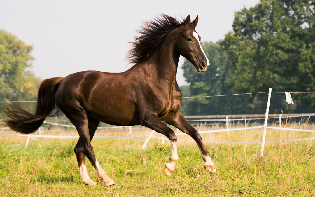 #1 Der Ponykurier galoppiert los